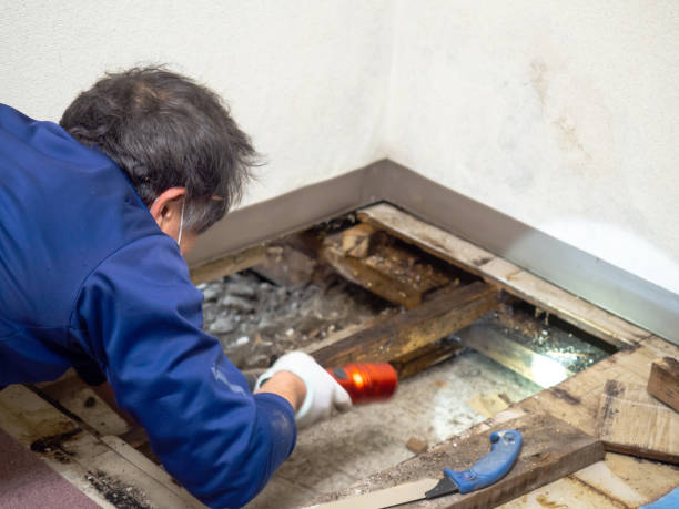 Best Mold Removal for HVAC Installations  in Wyoming, PA